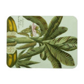 Magnet Flexible Banana, de Phytanthoza Iconographi de J. Weinmann (Horizontal)