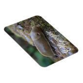 Magnet Flexible Banana Slug sur Mossy Log Parc National Olympique (Côté Droit)