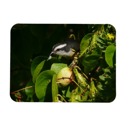 Magnet Flexible Bananaquit Bird Mange Photographie tropicale (Horizontal)