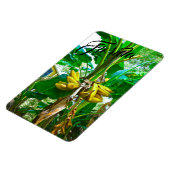 Magnet Flexible Banane tropicale Palm Tree St Augustine Floride (Côté Gauche)
