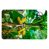 Magnet Flexible Banane tropicale Palm Tree St Augustine Floride (Horizontal)