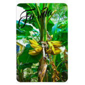 Magnet Flexible Banane tropicale Palm Tree St Augustine Floride (Vertical)