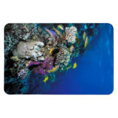 Magnet Flexible Banc de rougets autour d'un petit corail (Horizontal)