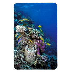 Magnet Flexible Banc de rougets autour d'un petit corail