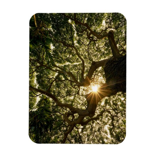 Magnet Flexible Banyan Tree Canopy Sunstar (Vertical)