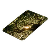 Magnet Flexible Banyan Tree Canopy Sunstar (Côté Gauche)