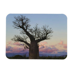 Magnet Flexible Baobabs, Berenty, Toliara, Madagascar