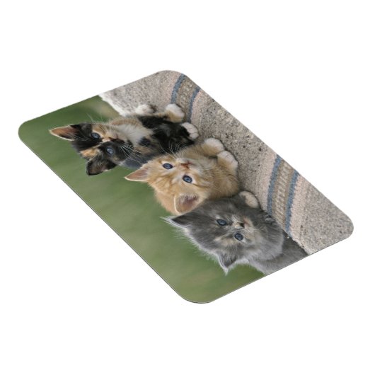 Magnet Flexible Barn Kittens sur une couverture à cheval (Côté Droit)