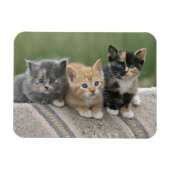 Magnet Flexible Barn Kittens sur une couverture à cheval (Horizontal)