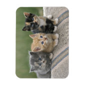 Magnet Flexible Barn Kittens sur une couverture à cheval (Vertical)