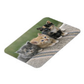 Magnet Flexible Barn Kittens sur une couverture à cheval (Côté Gauche)
