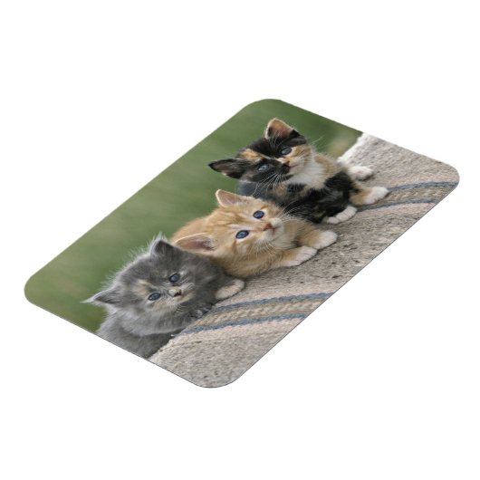 Magnet Flexible Barn Kittens sur une couverture à cheval (Côté Gauche)