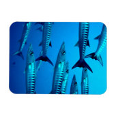 Magnet Flexible Barracudas (Horizontal)