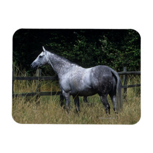 Magnet Flexible Barrière se tenante prêt de cheval de pur sang