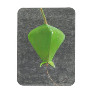 Magnet Flexible Barringtonia Acutangula