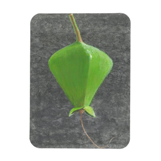Magnet Flexible Barringtonia Acutangula (Vertical)