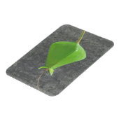Magnet Flexible Barringtonia Acutangula (Côté Gauche)