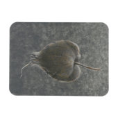 Magnet Flexible Barringtonia Acutangula 2 (Horizontal)