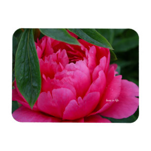 Magnet Flexible Bashful Pink Peony