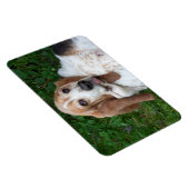 Magnet Flexible Basset âgé (Côté Droit)