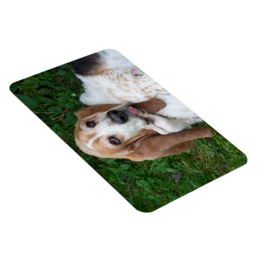 Magnet Flexible Basset âgé (Côté Droit)
