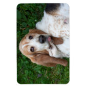 Magnet Flexible Basset âgé (Vertical)