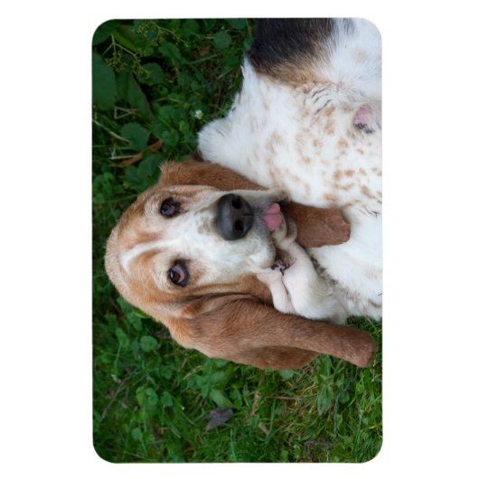 Magnet Flexible Basset âgé (Vertical)