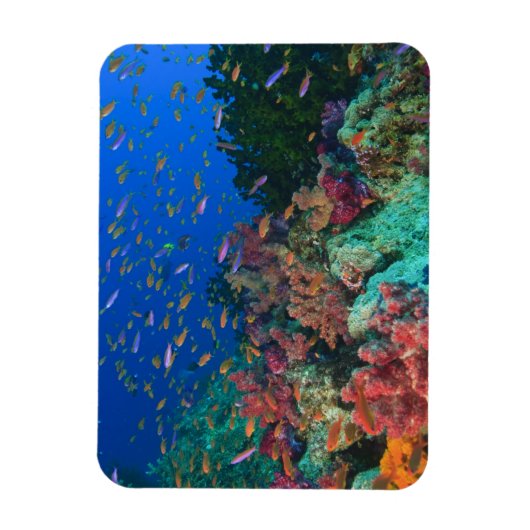 Magnet Flexible Bassettes de fées de l'école (Pseudanthias) (Vertical)