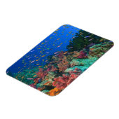 Magnet Flexible Bassettes de fées de l'école (Pseudanthias) (Côté Gauche)