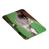 Magnet Flexible Bassin de jeu Kitten (Côté Droit)