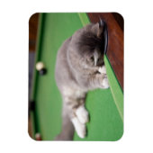 Magnet Flexible Bassin de jeu Kitten (Vertical)