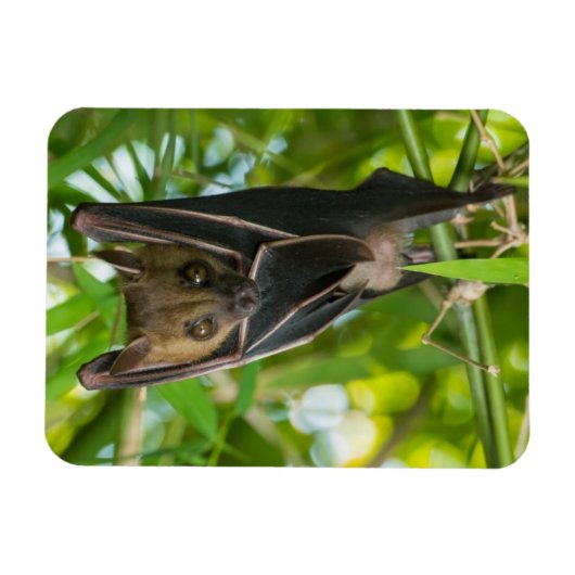 Magnet Flexible Bat (Horizontal)