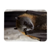 Magnet Flexible Bat australien (Horizontal)