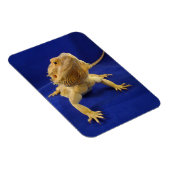 Magnet Flexible Bearded Dragon on Blue (Côté Droit)