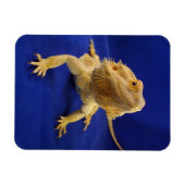 Magnet Flexible Bearded Dragon on Blue (Horizontal)