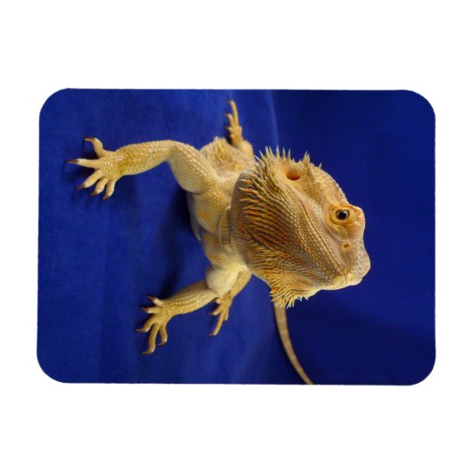 Magnet Flexible Bearded Dragon on Blue (Horizontal)