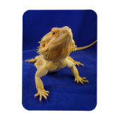 Magnet Flexible Bearded Dragon on Blue (Vertical)