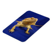 Magnet Flexible Bearded Dragon on Blue (Côté Gauche)