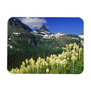 Magnet Flexible Beargrass à Logan Pass dans le parc national de Gl
