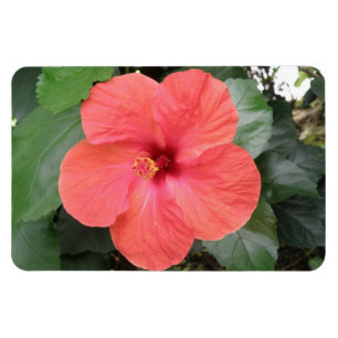 Magnet Flexible Beau Aimant à Fleur d'Hibiscus Orange Premium