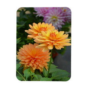 Magnet Flexible Beau aimant de fleur de dahlia orange