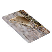 Magnet Flexible Beau bécasseau à poils cassés à la plage (Côté Droit)