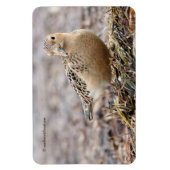 Magnet Flexible Beau bécasseau à poils cassés à la plage (Vertical)