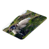 Magnet Flexible Beau bélier à cornes cendrées à Bluebells (Côté Gauche)