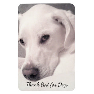 Magnet Flexible Beau Blanc Labrador Mix Chien gris Merci Dieu