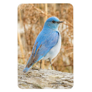 Magnet Flexible Beau Bluebird de montagne