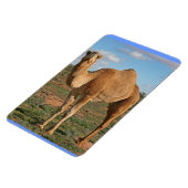 MAGNET FLEXIBLE BEAU CHAMEAU (Côté Gauche)