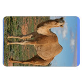 MAGNET FLEXIBLE BEAU CHAMEAU (Horizontal)