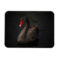Beau cygne noir avec un bec rouge vif