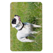 Magnet Flexible Beau Dogo Argentino (Vertical)